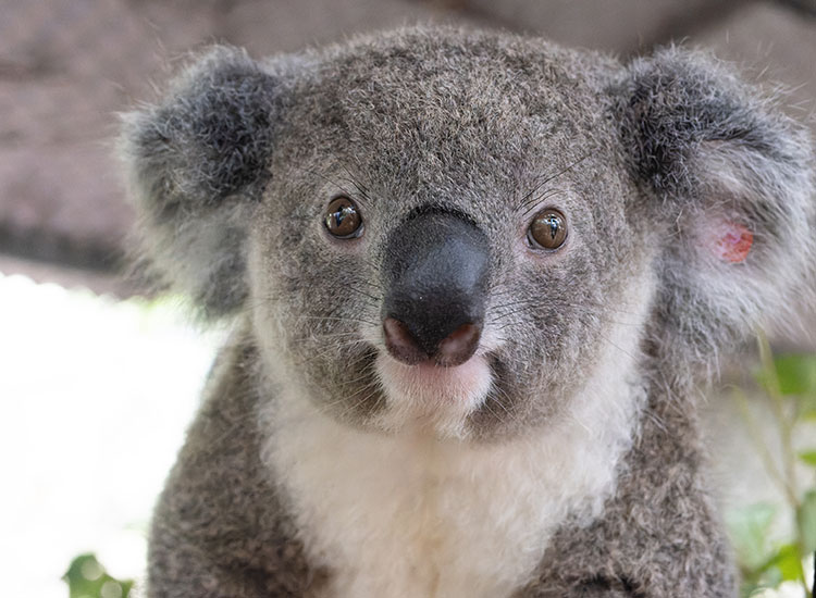Johnny - Friends of the Koala, adopted by our Summerland Bank Kyogle Branch