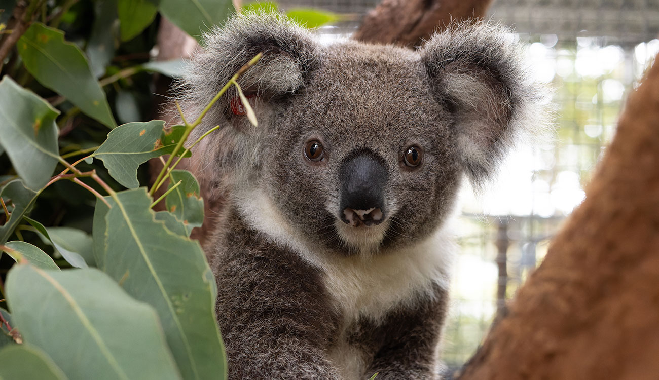 Friends of the Koala, proudly supported by Summerland Bank